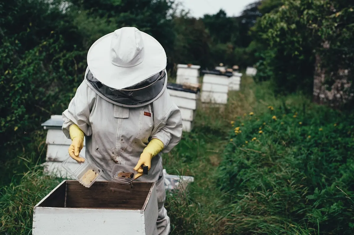 Starting a Beehive in Your Garden: A UK Beginner's Guide to Legal and Practical Basics