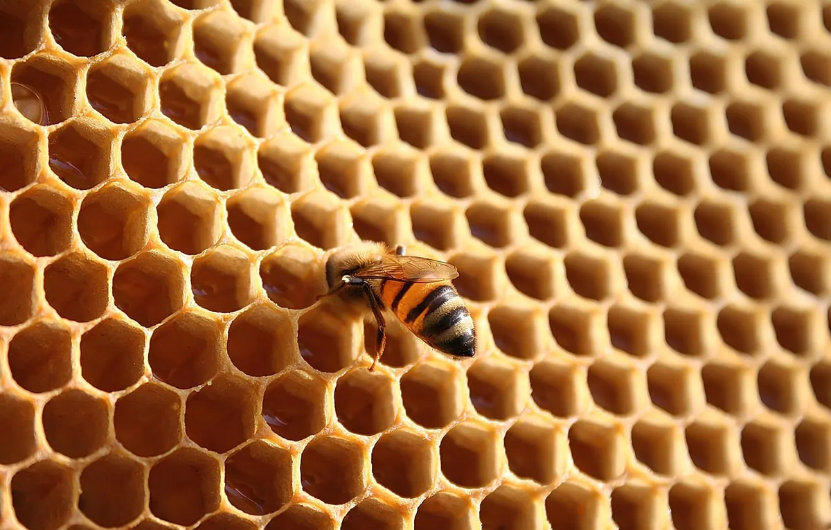 The Beekeeper's Year: Monthly Hive Tasks for UK Apiaries